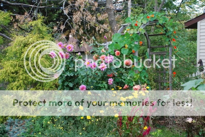 Suggestions for evergreens for cottage garden