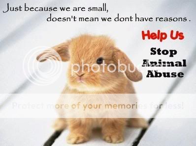 stop animal abuse Pictures, Images and Photos