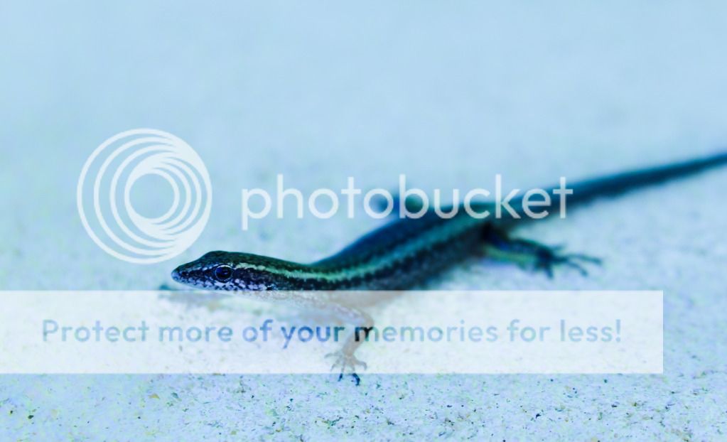 skink photo: skink skink.jpg