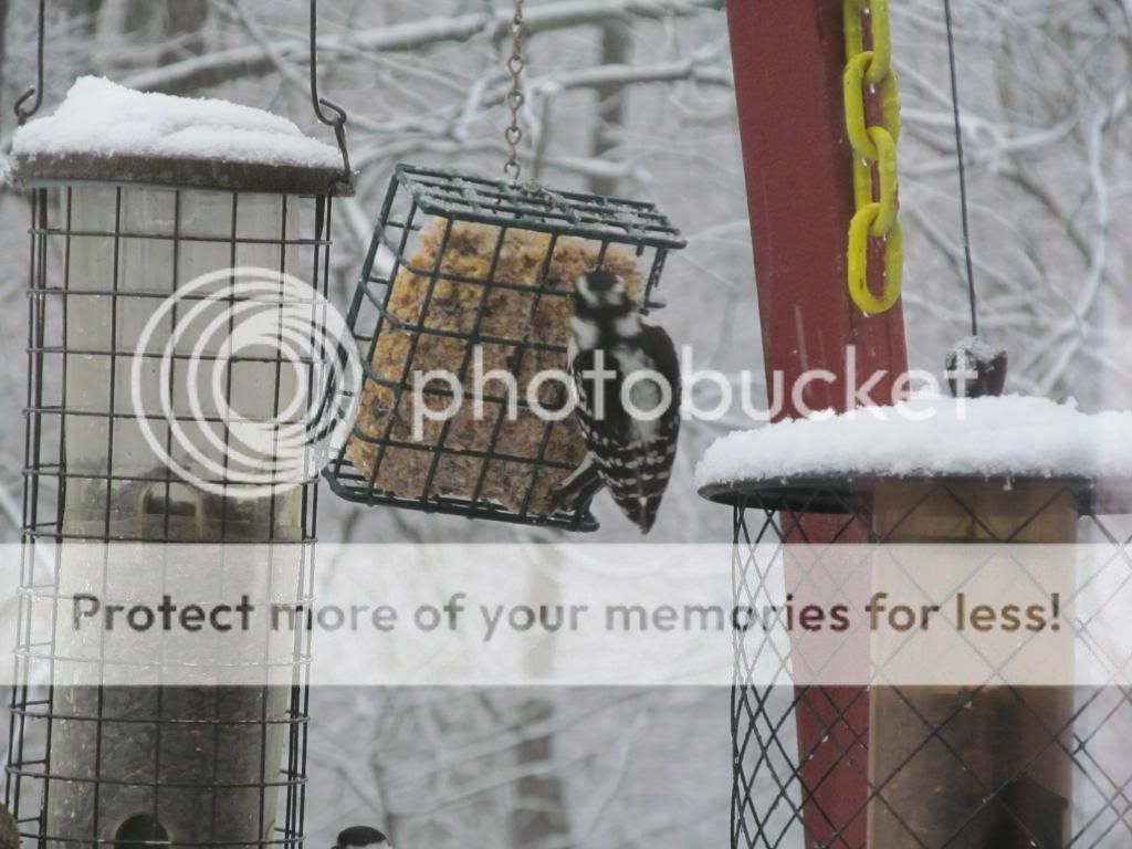 Downey Woodpecker