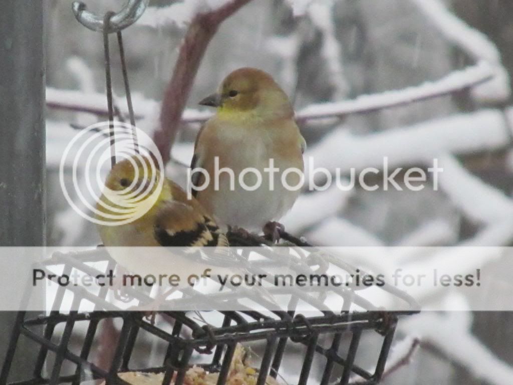 Male Gold Finches